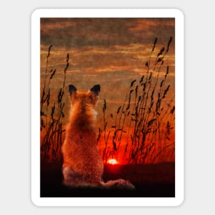 Red Fox watching the Sunset Magnet